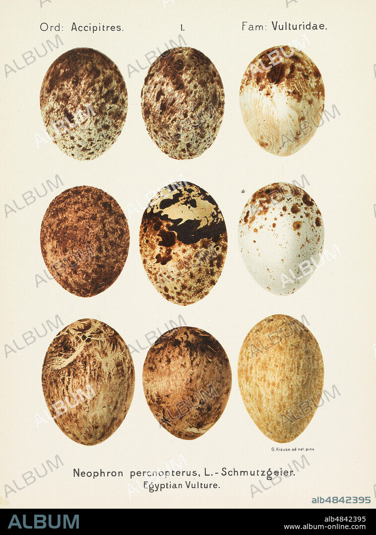 GEORG ALBERT JULIUS KRAUSE. Oologia universalis palearctica.