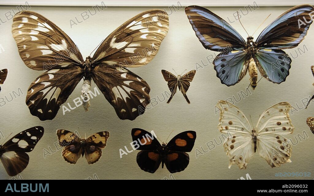 MARIPOSAS. Museum fur Naturkunde (Museo de Historia Natural). Berlín. Alemania. Europa.
