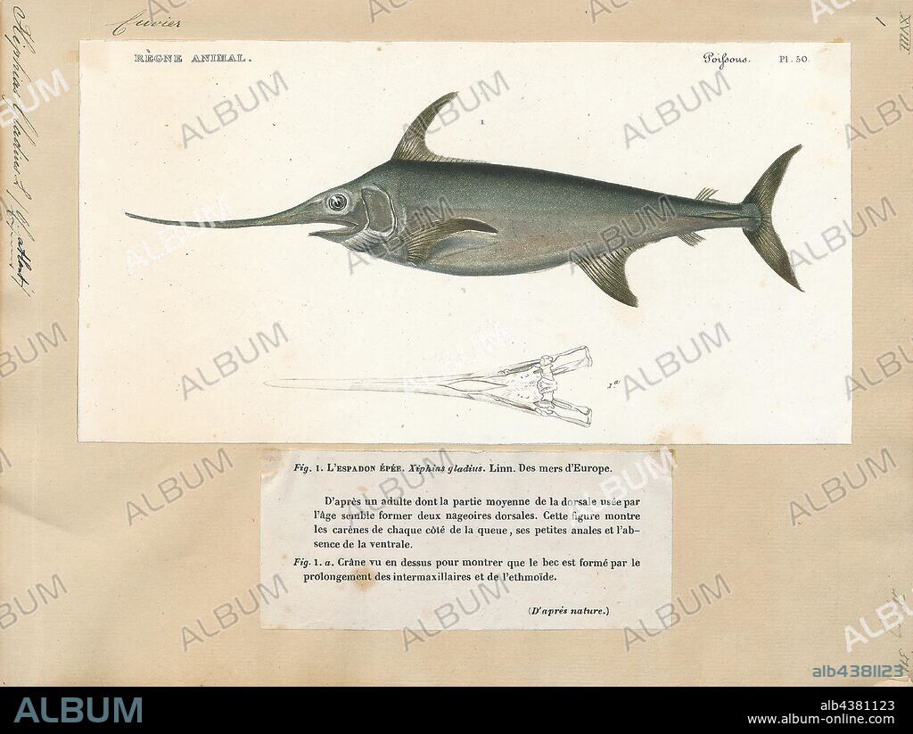 Xiphias gladius, Print, Swordfish (Xiphias gladius), also known as broadbills in some countries, are large, highly migratory, predatory fish characterized by a long, flat, pointed bill. They are a popular sport fish of the billfish category, though elusive. Swordfish are elongated, round-bodied, and lose all teeth and scales by adulthood. These fish are found widely in tropical and temperate parts of the Atlantic, Pacific, and Indian Oceans, and can typically be found from near the surface to a depth of 550 m (1, 800 ft). They commonly reach 3 m (9.8 ft) in length, and the maximum reported is 4.55 m (14.9 ft) in length and 650 kg (1, 430 lb) in weight., 1700-1880.