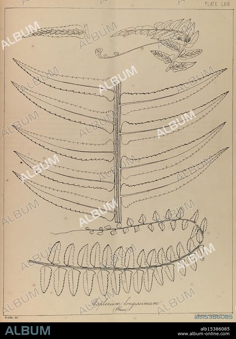 The ferns of British India, Madras, 1866, India, Pteridophyta, A detailed illustration showcasing various stages of the Asplenium longissimum plant, displaying its elongated fronds and distinct leaf structures. The diagram highlights the intricate vein patterns and the arrangement of leaflets along the central stem, providing an educational insight into the plant's morphology. The composition includes both a full frond and individual leaves, emphasizing the elegance and complexity of this particular fern species.
