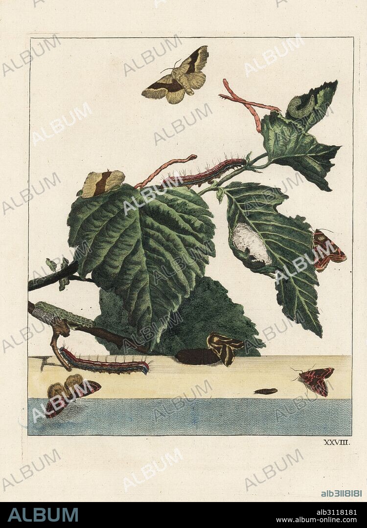 Lackey moth, Malacosoma neustria, and caterpillar in silken tent on leaf. Handcoloured copperplate engraving drawn and etched by Jacob l'Admiral in Naauwkeurige Waarneemingen omtrent de veranderingen van veele Insekten (Accurate Descriptions of the Metamorphoses of Insects), J. Sluyter, Amsterdam, 1774. For this second edition, M. Houttuyn added another eight plates to the original 25.