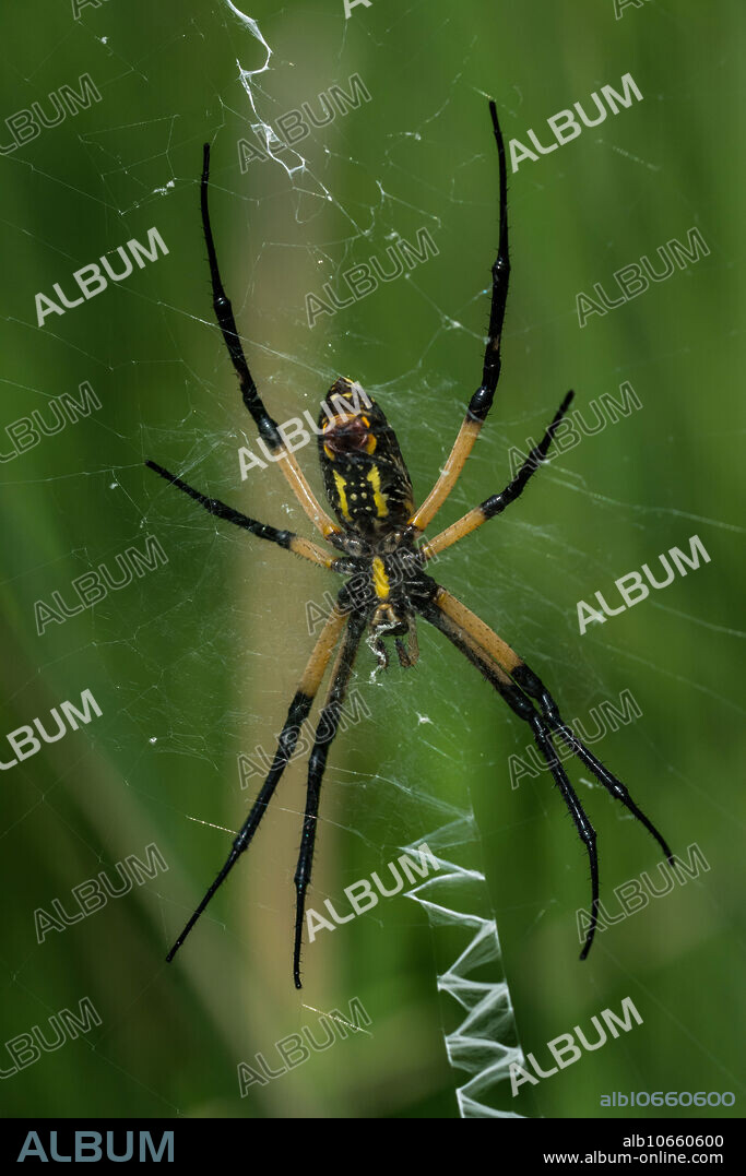 Garden-Corn Spider