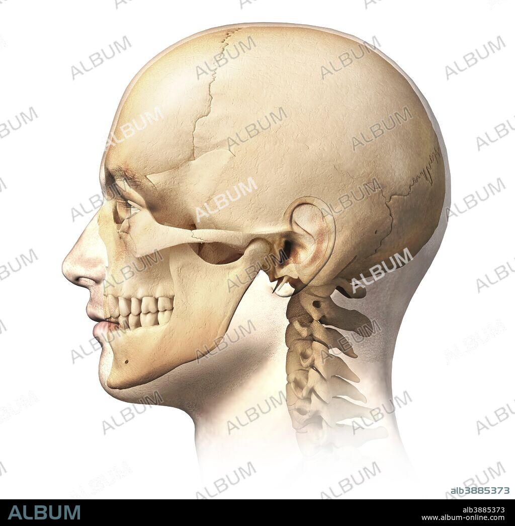 Male human head with skull in ghost effect, side view. on white background.