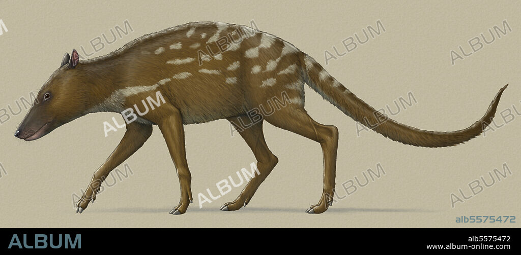 Indohyus prehistoric mammal, side view. Indohyus was a digitigrade artiodactyl that lived during the Eocene in Asia. One of the earliest-known relative of whales.
