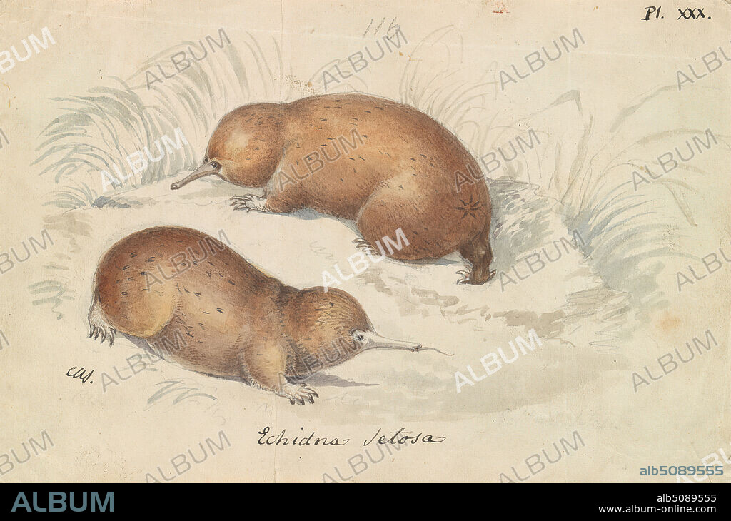 Long-beaked Echidna, Charles Hamilton Smith, 17761859, Belgian, ca. 1837, Watercolor and graphite on medium, smooth, cream, wove paper, Sheet: 4 1/2 × 6 7/8 inches (11.4 × 17.5 cm), animal art.