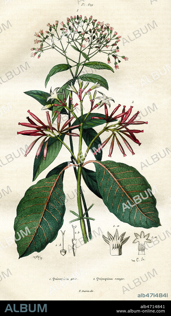 '1. Quinquina gris. 2. Quinquina rouge', illustration extraite d'une planche botanique parue dans le 'Dictionnaire pittoresque d'histoire naturelle Tome 8' en 1839. Credit : Colllection : LOU/KHARBINE-TAPABOR.