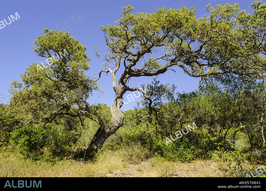 Encinas - quercus ilex-, Alfuri, Menorca,Islas Baleares,españa.