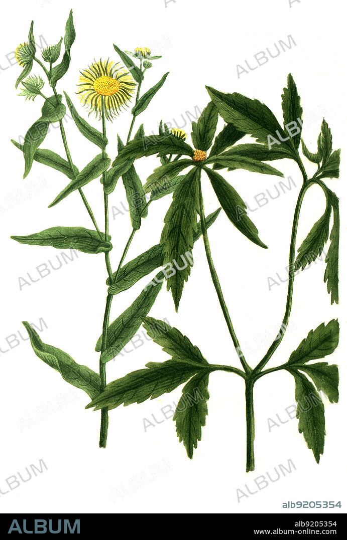 Chrysanthemum, Chrysantheme, Pflanzenart aus der Gattung der Chrysanthemen, Chrysanthemum, Familie der Korbblütler / Chrysanthemum, flowering plant commonly called Indian chrysanthemum, within the family Asteraceae and genus Chrysanthemum, Digital retuschierte Illustration aus Phytanthoza iconographica von Johann Wilhelm Weinmann, Maler Bartholomäus Seutter und Kupferstecher Johann Jakob Haid und Johann Elias Ridinger, 1740 / Digitally retouched illustration from Phytanthoza iconographica by Johann Wilhelm Weinmann, painter Bartholomäus Seutter and engravers Johann Jakob Haid and Johann Elias Ridinger, 1740.