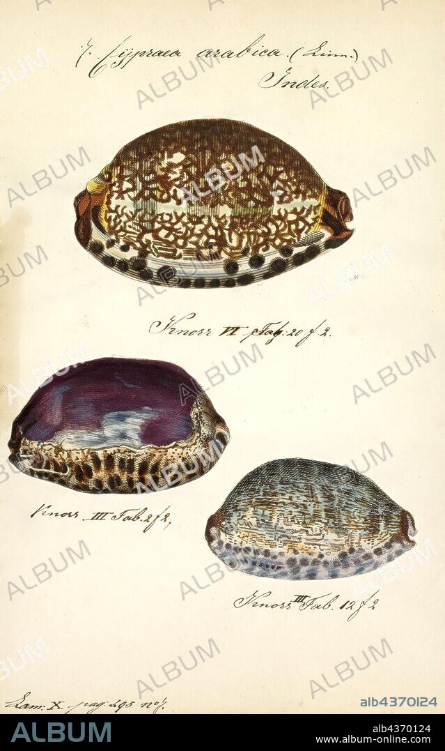 Cypraea arabica, Print, Mauritia arabica, common name the Arabian cowry, is a species of cowry, a sea snail, a marine gastropod mollusk in the family Cypraeidae, the cowries.
