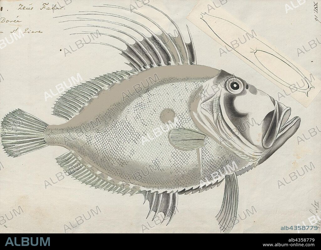 Zeus faber, Print, John Dory, St Pierre or Peter's Fish, refers to fish of the genus Zeus, especially Zeus faber, of widespread distribution. It is an edible demersal coastal marine fish with a laterally compressed olive-yellow body which has a large dark spot, and long spines on the dorsal fin. The dark spot is used to flash an 'evil eye' if danger approaches. Its large eyes at the front of the head provide it with binocular vision and depth perception, which are important for predators. The John Dory's eye spot on the side of its body also confuses prey, which are scooped up in its big mouth., 1700-1880.