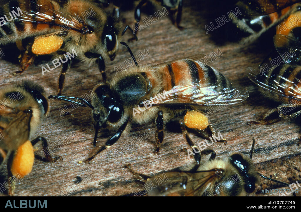 African killer bees. Macrophotograph of Africanis- ed honey bees (AHB) or African killer bees (Apis mellifera scutellata or adansonii) on wood. The yellow bulges on their rear legs are clumps of grass pollen, collected for food. AHB are highly aggressive in their defence of their nest, stinging anything that comes too close and commonly chasing intruders for several hundred metres. AHB were created in Brazil by breeding African and European honey bees together in order to increase honey production. However they escaped into the wild in 1956 and have now spread up Central America to the US. Photographed in Brazil. Magnification unknown.