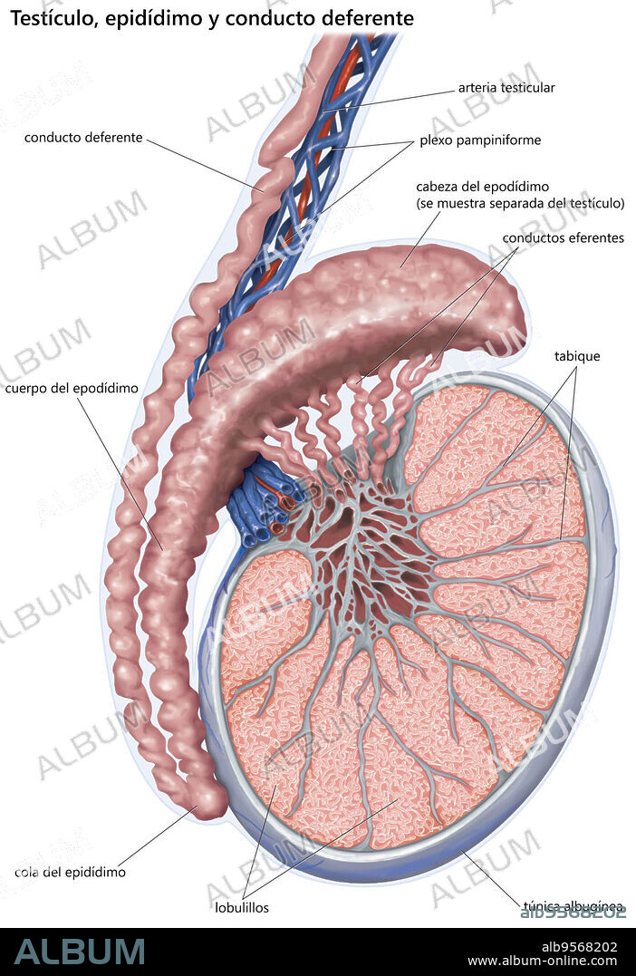 Th human male reproductive organs: testis, epididymis, and ductus deferens (vas deferens).