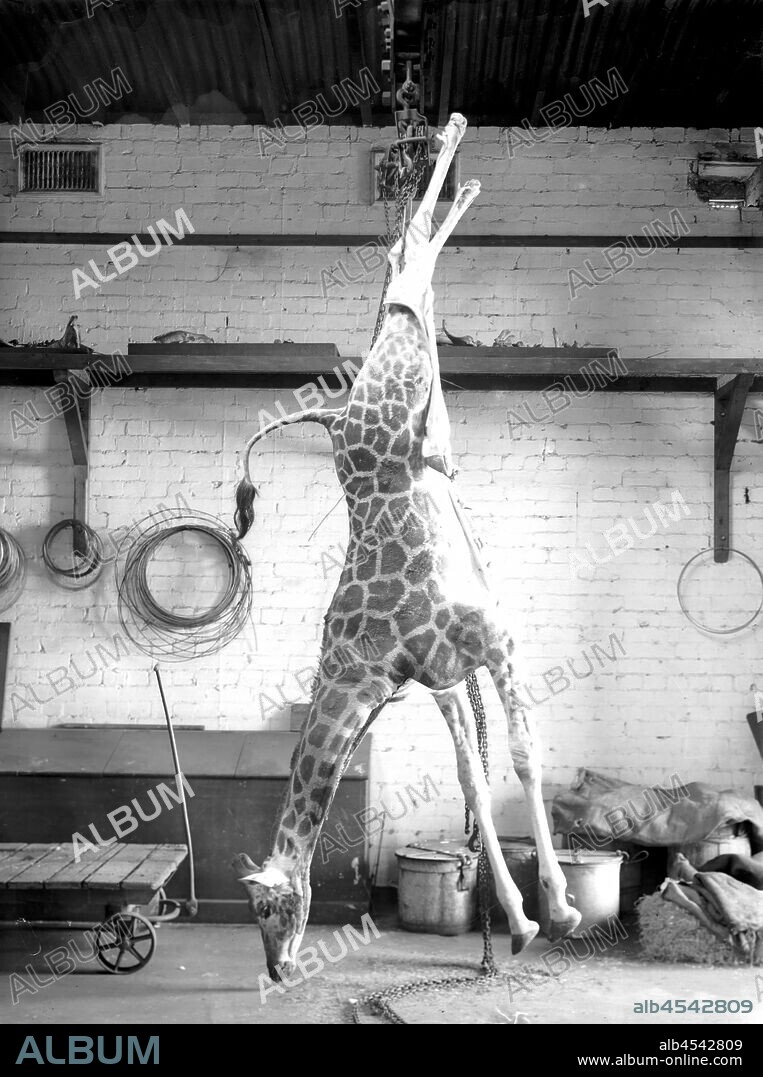 Glass Negative - Giraffe Hanging In Preparators Workshop, by A.J. Campbell, Melbourne, Victoria, Jun 1914, A dead giraffe, partly skinned and hanging in the preparator's workshop at the Museum, Melbourne, June 1914.