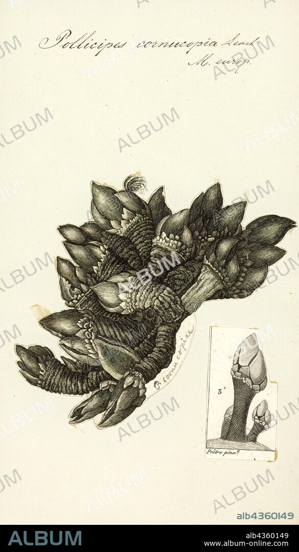 Pollicipes cornucopia, Print, Pollicipes pollicipes, known as the goose neck barnacle, goose barnacle or leaf barnacle is a species of goose barnacle, also well known under the taxonomic synonym Pollicipes cornucopia. It is closely related to Pollicipes polymerus, a species with the same common names, but found on the Pacific coast of North America, and to Pollicipes elegans a species from the coast of Chile. It is found on rocky shores in the north-east Atlantic Ocean and is prized as a delicacy, especially in the Iberian Peninsula.