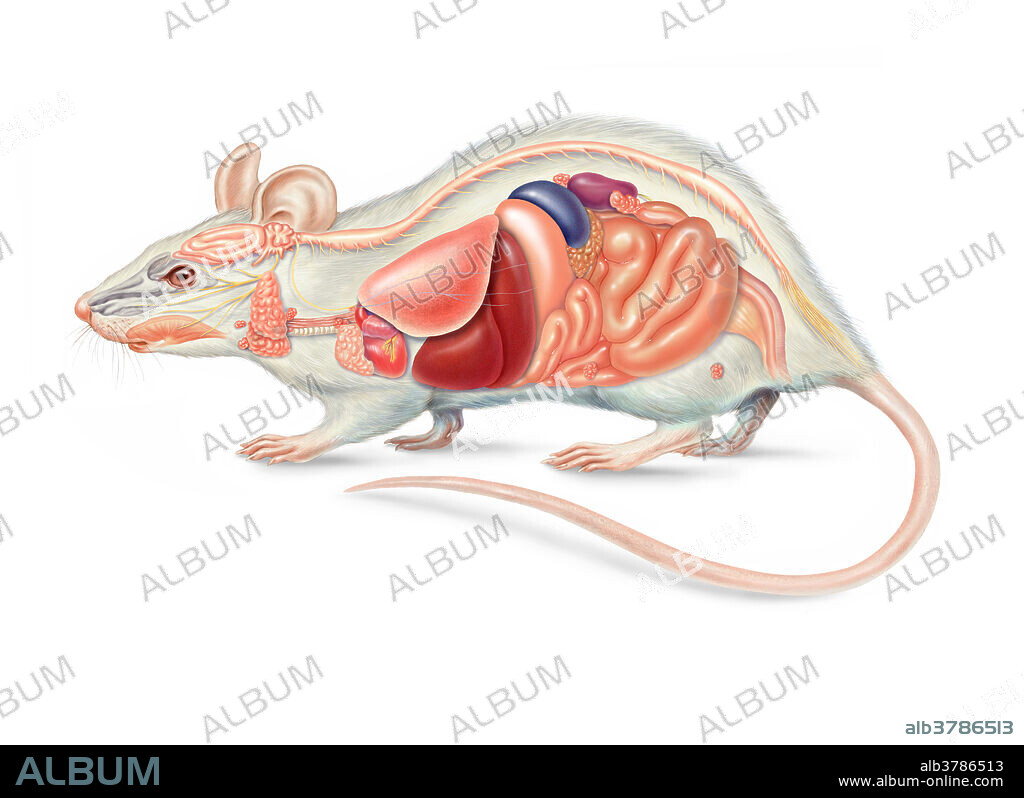 Left side view of a female domestic mouse, featuring the principal internal organs and lymph nodes.