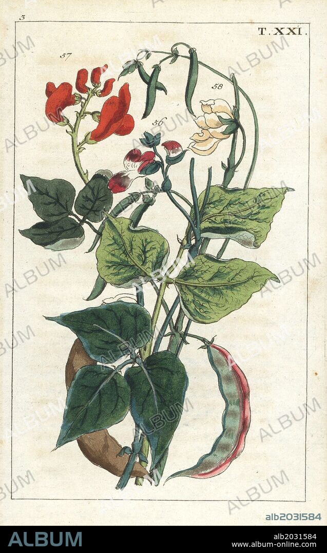 Common bean, Phaseolus vulgaris, 56, scarlet runner bean, Ph. coccineus 57, and Ph. nanus, dwarf or French bean, 58. Handcolored copperplate engraving of a botanical illustration from G. T. Wilhelm's "Unterhaltungen aus der Naturgeschichte" (Encyclopedia of Natural History), Augsburg, 1811. Gottlieb Tobias Wilhelm (1758-1811) was a clergyman and naturalist in Augsburg, Bavaria.
