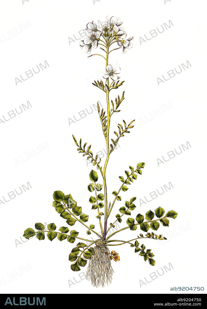 Wiesen-Schaumkraut, Cardamine pratensis / Cardamine pratensis, the cuckoo flower, lady's smock, mayflower, or milkmaids, historical, digital improved reproduction of an original from the 19th century / digital restaurierte Reproduktion einer Originalvorlage aus dem 19. Jahrhundert, genaues Originaldatum nicht bekannt.