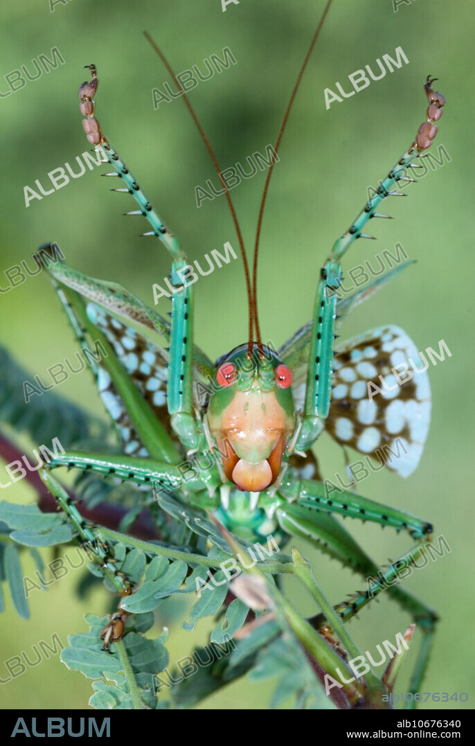 The Greater Arid-land Predaceous Katydid (Neobarrettia spinosa) is found in Texas and west to Arizona. It is a predator of other insects and is a formidable opponent to any kind of threat.