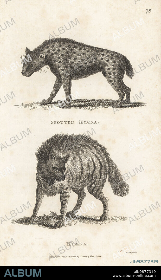 Spotted hyena or laughing hyena, Crocuta crocuta, and striped hyena, Hyaena hyaena. Spotted hyaena, Canis crocuta, and hyaena, Canis hyaena. Copperplate engraving by James Heath from George Shaws General Zoology: Mammalia, G. Kearsley, Fleet Street, London, 1800.