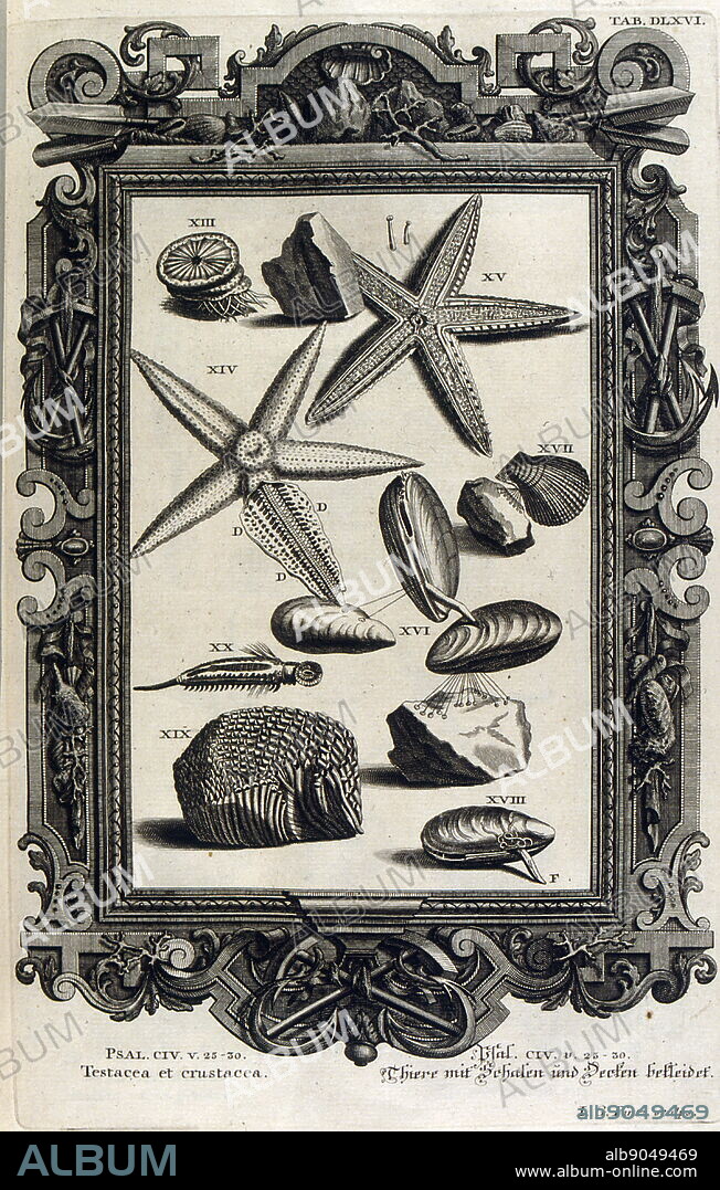 Engraving depicting diagrams of a selection of sea shells and star fish. The illustration is set within an ornate frame.