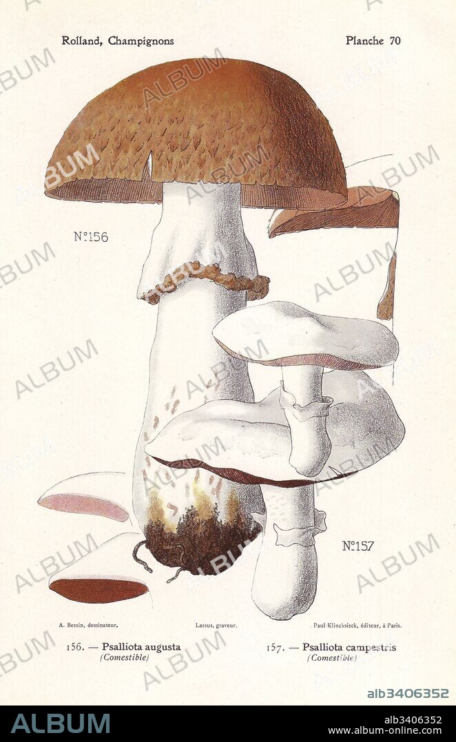 Prince mushroom, Agaricus augustus (Psalliota augusta) and field mushroom, Agaricus campestris (Psalliota campestris). Chromolithograph by Lassus after an illustration by A. Bessin from Leon Rolland's Guide to Mushrooms from France, Switzerland and Belgium, Atlas des Champignons, Paul Klincksieck, Paris, 1910.