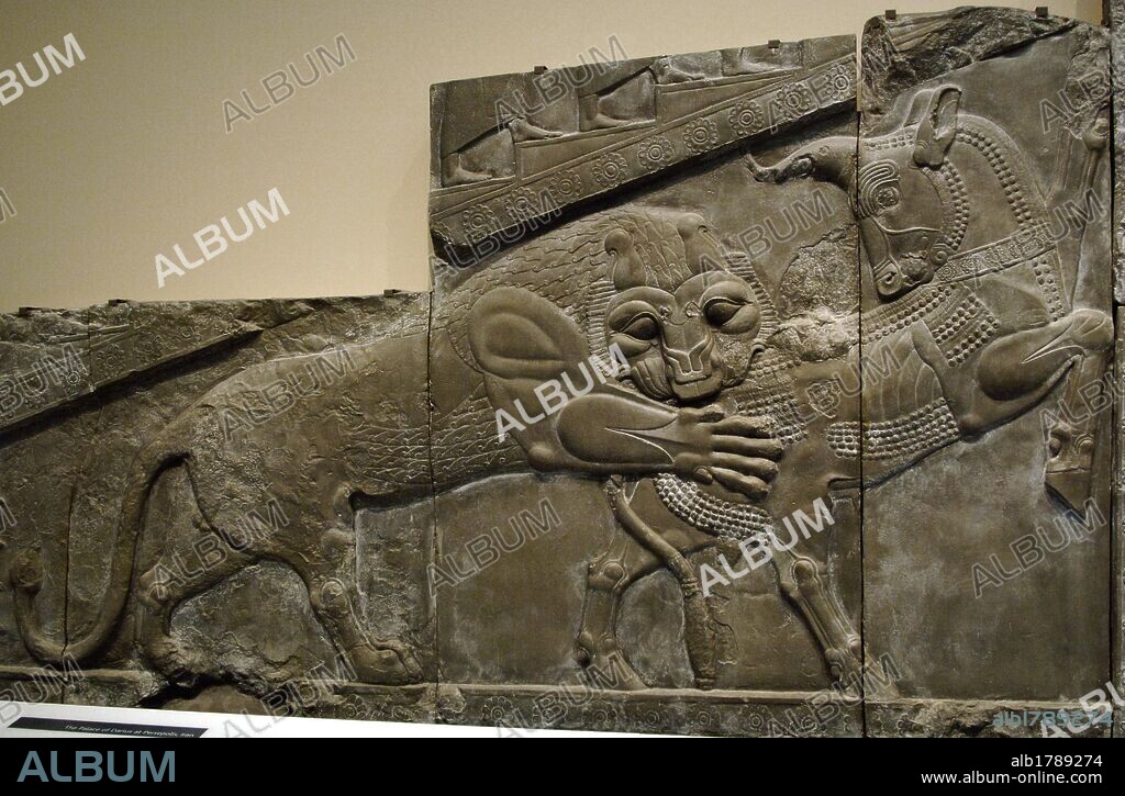 ARTE PERSA. DINASTIA AQUEMENIDA. PERSEPOLIS. S. VI-V a. C. PALACIO DE DARIO I (522-486 a. C.). Detalle de un relieve escultórico en el muro exterior de la escalinata de la APADANA o SALON DE RECEPCIONES DEL REY PERSA DARIO I con la representación de una LUCHA ENTRE UN LEON Y UN TORO. Copia del original conservado en su lugar de orígen (Irán), realizada en el año 1892. Museo Británico. Londres. Inglaterra. Reino Unido.