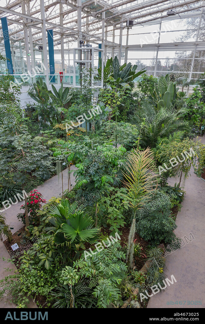 Padova, the Botanical Garden, the Garden of Biodiversity, interior of the big greenhouse: a detail of one of the biomes.