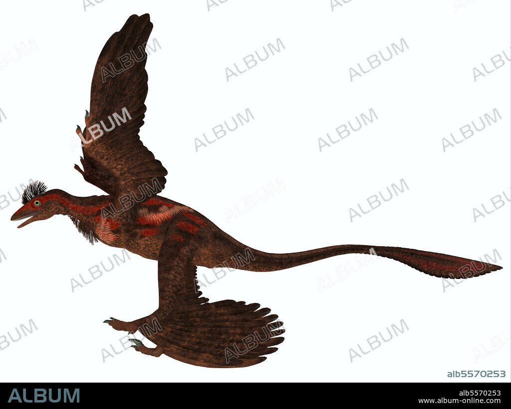 Microraptor, side profile. Microraptor was a carnivorous flying reptile that lived in China and Mongolia during the Cretaceous Period.