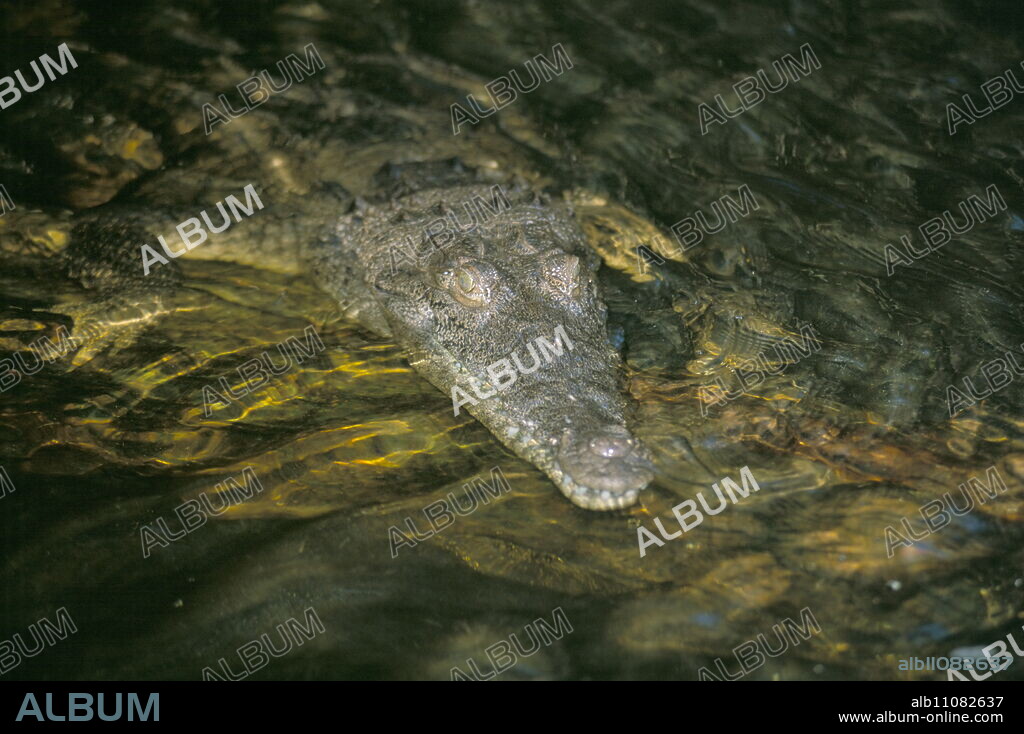 Crocodile, Black River, St. Elizabeth, Jamaica, West Indies, Central America.