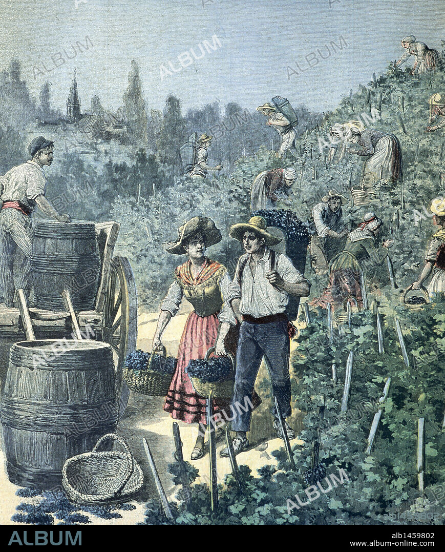 La vendimia en la región de Burdeos, octubre del año 1891. Francia. Grabado coloreado.