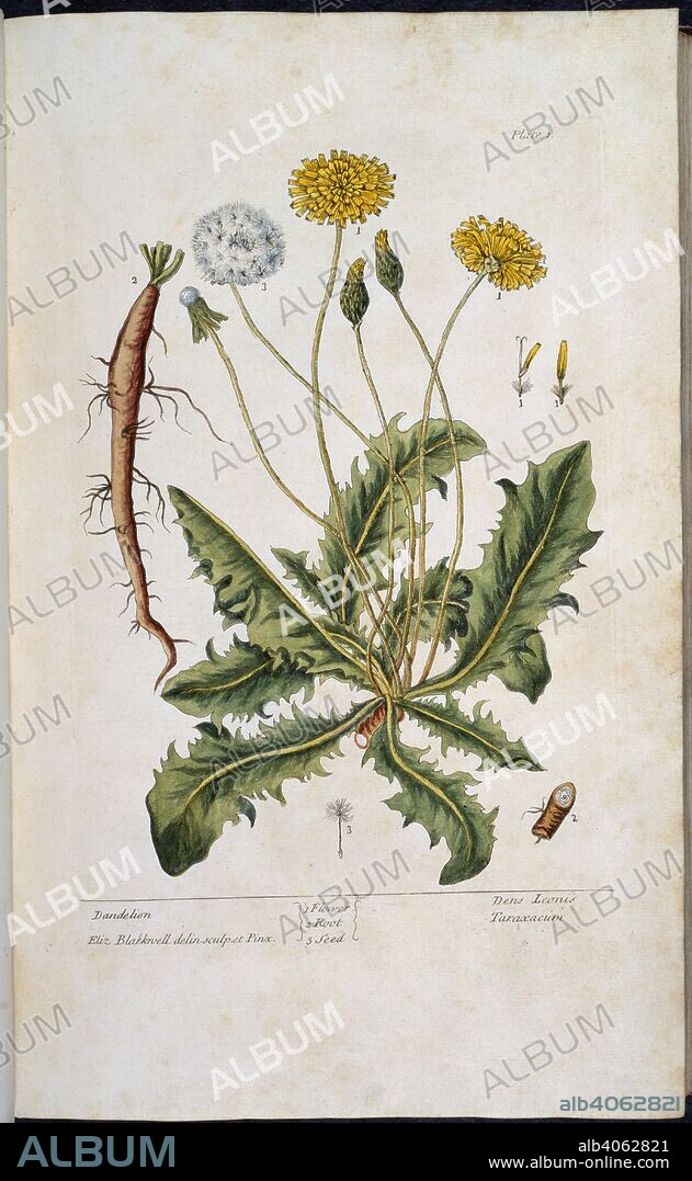HEINRICH HARDER and ELIZABETH BLACKWELL. Dandelion. A Curious Herbal containing five hundred cuts of t. Samuel Harding: London, 1737. A dandelion. Image taken from A Curious Herbal containing five hundred cuts of the most useful plants, which are now used in the practice of physick, to which is added a short description of ye plants and their common uses in physick. MS. notes to the plates. Originally published/produced in Samuel Harding: London, 1737. Source: 34.i.12, plate 1. Language: English.