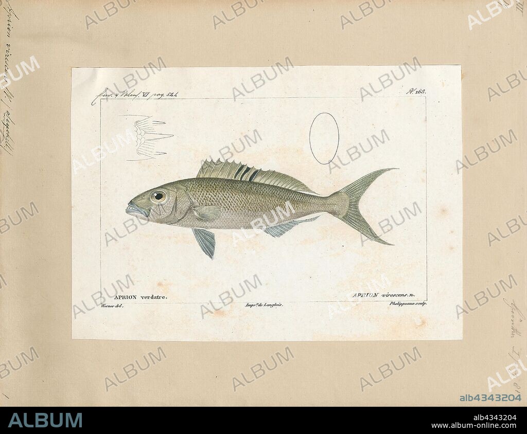 Aprion virescens, Print, The green jobfish, Aprion virescens, is a species of snapper native to the Indian and Pacific Oceans from the African coast to the Hawaiian Islands. This species inhabits various reef environments at depths from near the surface to 180 ft (55 m). This species grows to a length of 112 cm (44 in), though most do not exceed 90 cm (35 in). The greatest reported weight for this species is 15.4 kg (34 lb). It is a very important species for local commercial fisheries and is popular as a game fish, though it has been reported to cause ciguatera poisoning. It can also be found in the aquarium trade. This species is the only known member of its genus., 1828-1849.