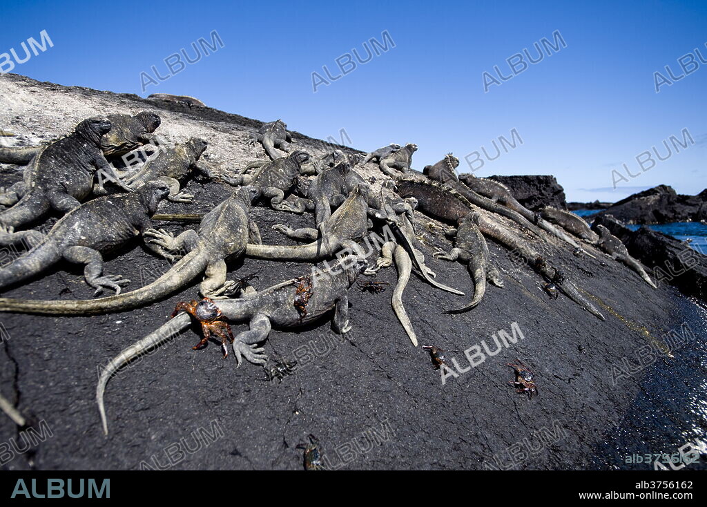 Iguanas, Galapagos Islands, UNESCO World Heritage Site, Ecuador, South America.
