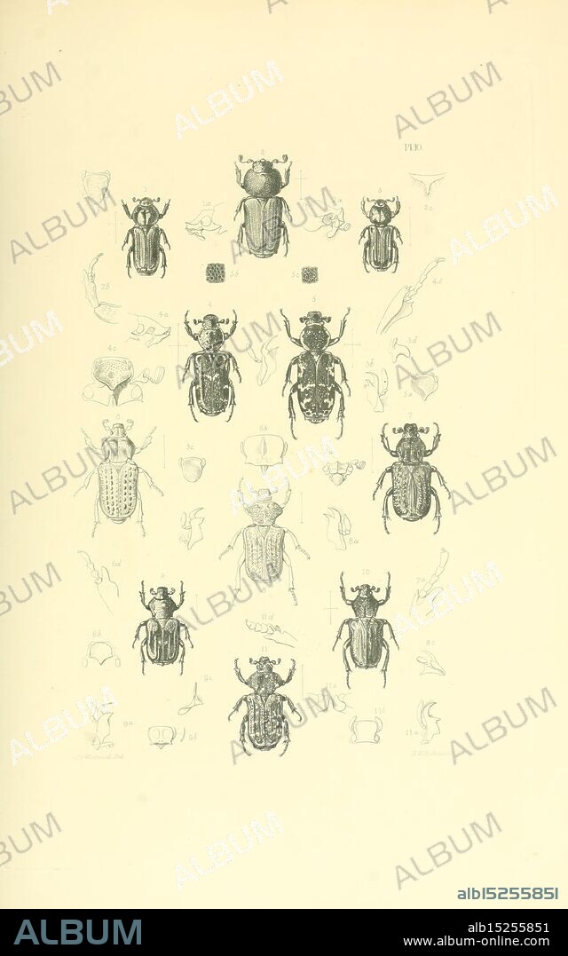 Thesaurus entomologicus Oxoniensis, Oxford, At the Clarendon press,1874. insects, identification, arthropoda, entomology, classification, arthropod., The illustration showcases a series of entomological drawings featuring a variety of beetle species. Each beetle is depicted from multiple viewpoints, including top and side profiles, highlighting distinctive anatomical features such as the shape of the elytra, antennae, and legs. Surrounding the central images are detailed sketches of various body parts, labels indicating taxonomy, and descriptions illustrating the diversity of these insects. This scientific representation emphasizes the complexity and variety found within the beetle order, offering a comprehensive glimpse into their morphology.