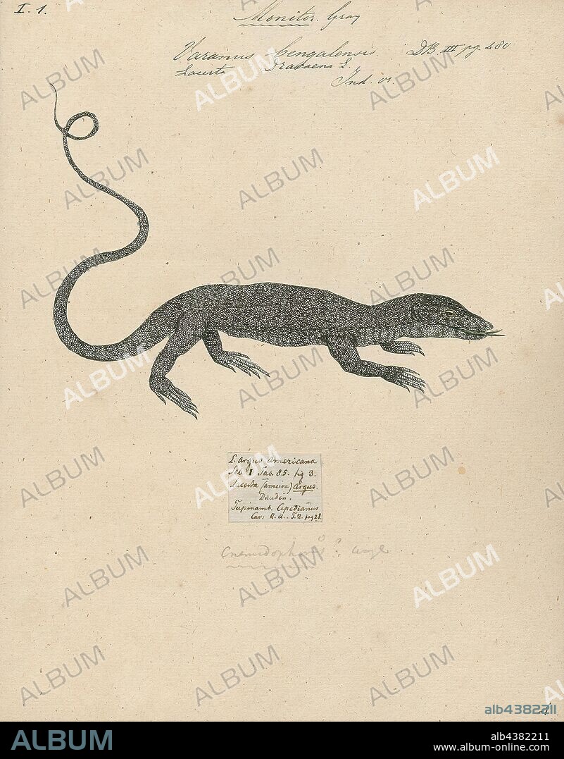Varanus bengalensis, Print, The Bengal monitor (Varanus bengalensis) or common Indian monitor, is a monitor lizard found widely distributed over the Indian Subcontinent, as well as parts of Southeast Asia and West Asia. This large lizard is mainly terrestrial, and its length can range from about 61 to 175 cm from the tip of the snout to the end of the tail. Young monitors may be more arboreal, but adults mainly hunt on the ground, preying mainly on arthropods, but also taking small terrestrial vertebrates, ground birds, eggs and fish. Although large monitors have few predators apart from humans who hunt them for meat, younger individuals are hunted by many predators., 1700-1880.