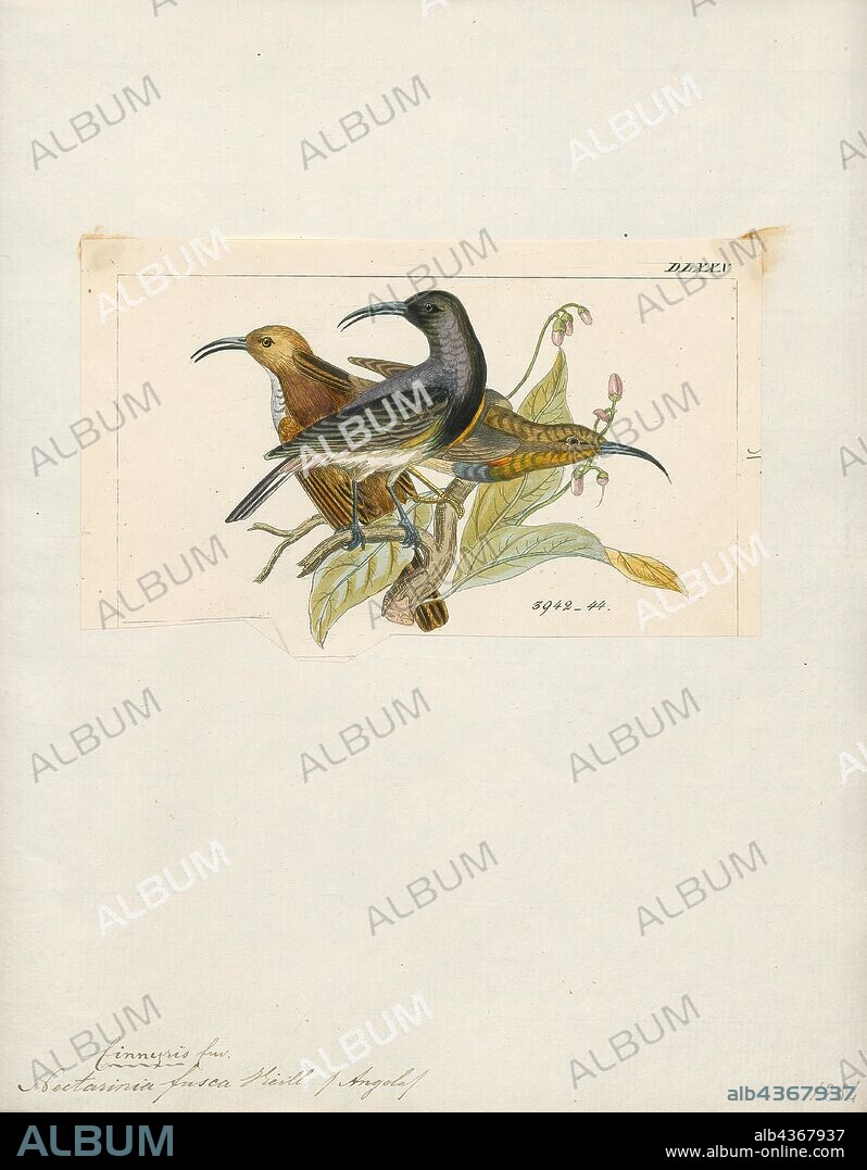 Nectarinia fusca, Print, The dusky sunbird (Cinnyris fuscus) is a species of bird in the Nectariniidae family. This relatively dull sunbird is found in arid savanna, thickets and shrubland (e.g. Karoo) in Angola, Botswana, Namibia, and South Africa., 1820-1860.