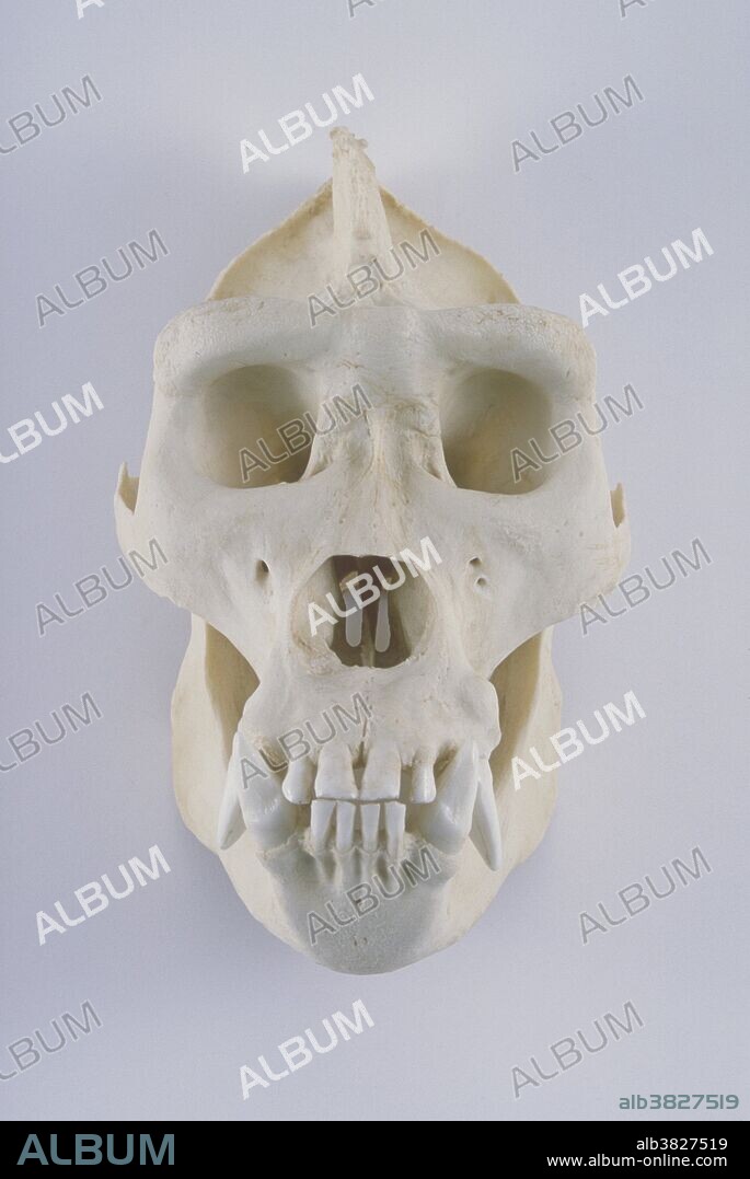Gorilla (Gorilla gorilla) skull, resin cast, from Africa.