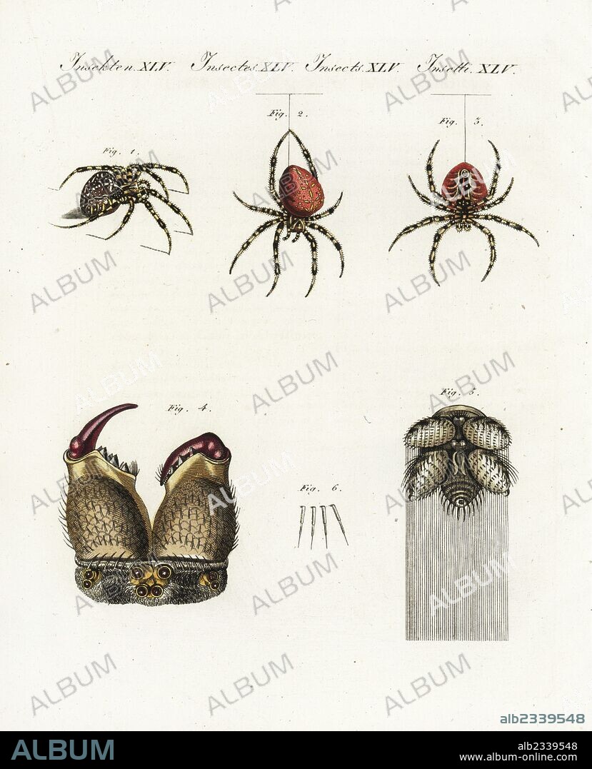 European garden spider, diadem spider, Araneus diadematus. Black variety 1, red variety hanging from a silk line 2,3, front of head showing eyes and mandibles 4, silk spinnerets with fibres, and silk tubes 6. Handcoloured copperplate engraving from Bertuch's "Bilderbuch fur Kinder" (Picture Book for Children), Weimar, 1805. Friedrich Johann Bertuch (1747-1822) was a German publisher and man of arts most famous for his 12-volume encyclopedia for children illustrated with 1,200 engraved plates on natural history, science, costume, mythology, etc., published from 1790-1830.