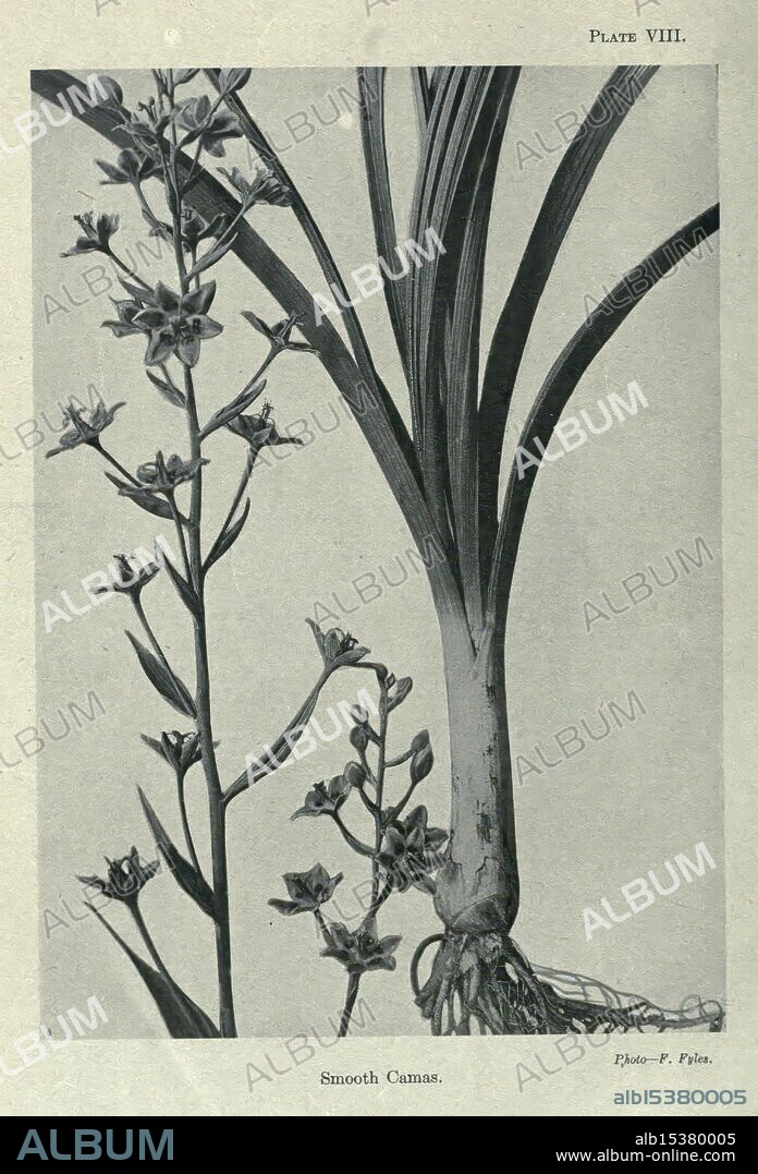 Principal poisonous plants of Canada, Ottawa, Dept. of Agriculture, Dominion Experimental Farms,1920, canada, botany, poisonous plants, A botanical illustration showcasing a Smooth Camas plant, featuring its elongated leaves and flower stalks. On the left, several delicate flowers with star-shaped petals are depicted, arranged in a vertical formation. On the right, the base of the plant reveals thick, fleshy roots, highlighting its bulbous structure. The detailed rendering emphasizes the intricate features of both the foliage and blossoms, providing a clear representation of this native plant. A label at the bottom identifies the subject, while the artist's name is noted below it.
