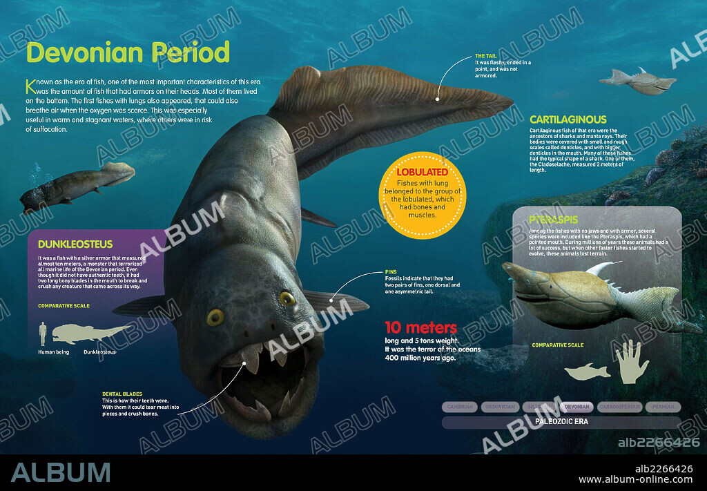 Período Devónico. Infografía de los peces que habitaron a lo largo del período Devónico (hace 416 millones de años).