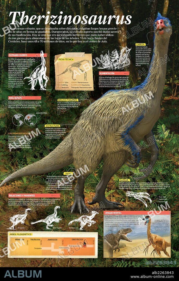 therizinosaurus. Infographic about the Therizinosaurus, a theropod dinosaur that inhabited Earth at late Cretaceous period, about 65 to 70 million years ago.