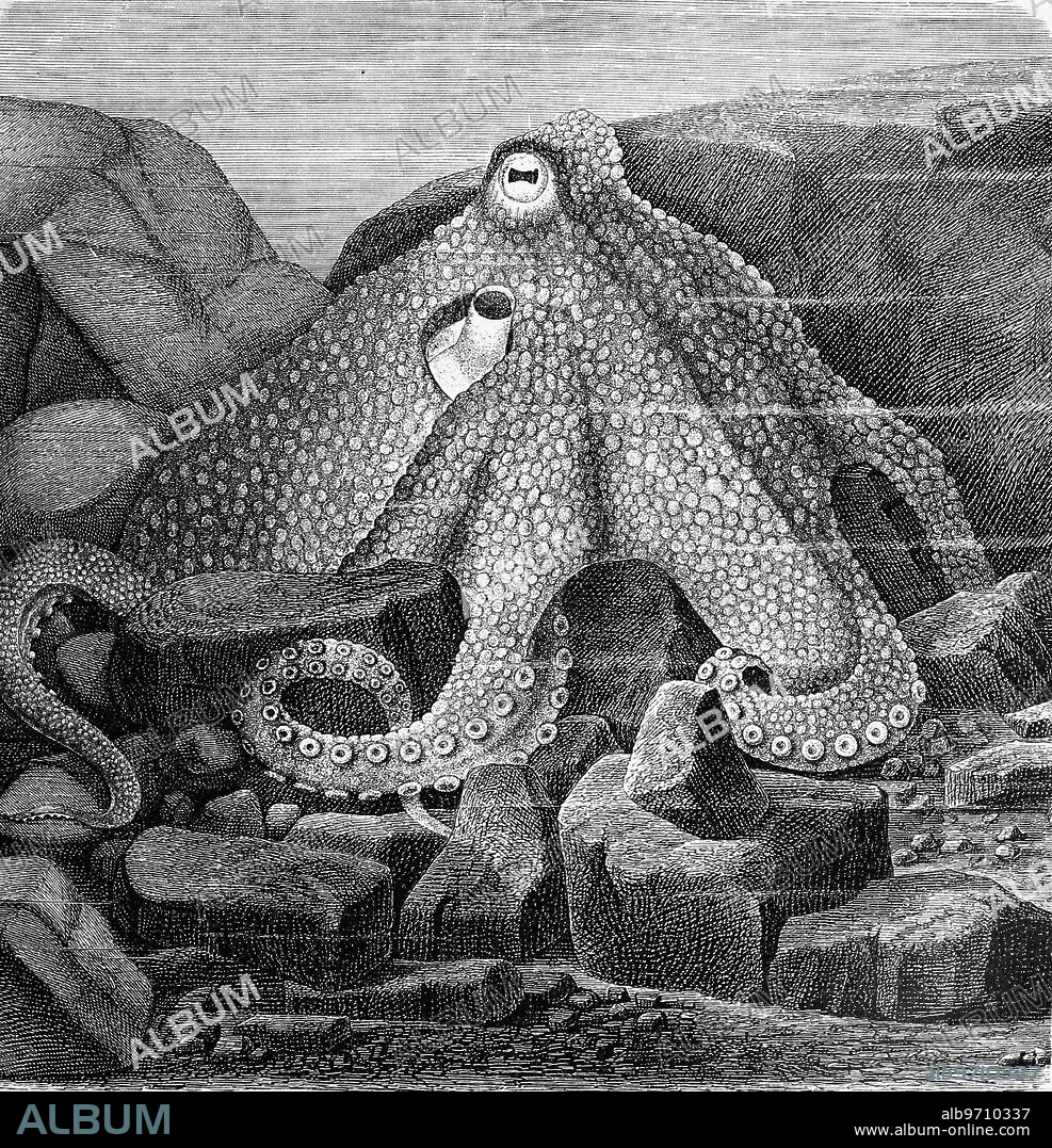 Octopus, lurking in its stone lair for prey, Common octopus or Common octopus, Octopus vulgaris, Octopus, Historical, digitally restored reproduction from an original from the 19th century.