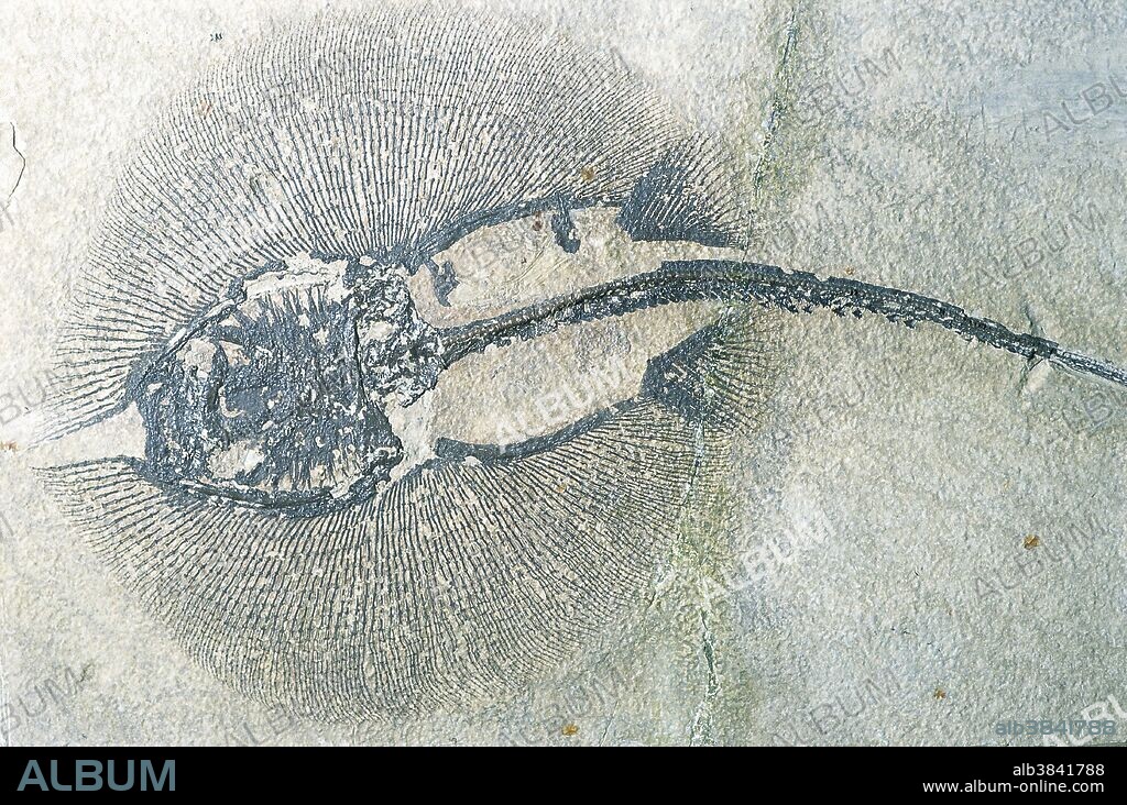 Stingray fossils are one of the most sought after fossil fish. The earliest known rays (probably guitarfish) date from the Jurassic period, about 150 million years ago. Fossil rays are rare because stingrays have no bones, only cartilage. However, their teeth fossilize well because they are composed of very hard enamel.
