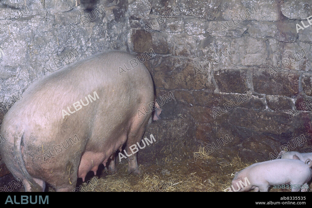 CERDA CON COCHINILLOS - FOTO AÑOS 70.