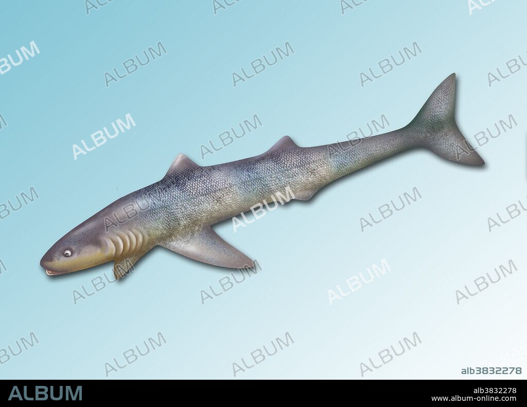 Illustration of a Cladoselache shark. This genus of prehistoric shark existed during the late Devonian period (roughly 370 million years ago). The long, streamlined body (adults measured up to 2 meters in length), and deep forked tail enabled it to swim quickly. Unlike modern sharks and most prehistoric sharks, Cladoselache lacked scales on its skin, and males lacked sexual claspers. Modern sharks use their claspers to grip onto the female during sexual intercourse. Shark skeletons are made of cartilage and do not fossilize well. The only parts that fossilize are teeth and parts of the fins.