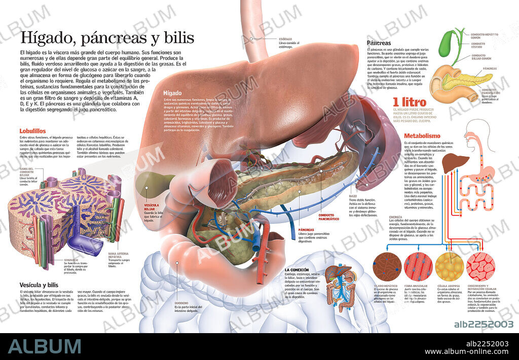 Hígado, páncreas y bilis. Infografía de la estructura y funcionamiento del hígado, el páncreas y la vesícula biliar.