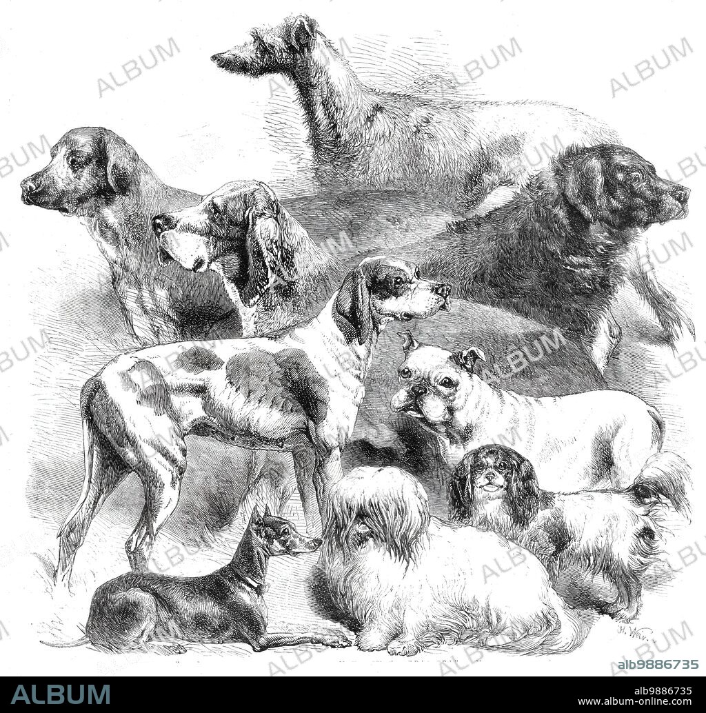 HARRISON WEIR. National Exhibition of Dogs at Birmingham, 1860. 'Lieutenant-Colonel Inge's Deerhound "Brimstone"; Mr. Edgar Hanbury's Mastiff; Mr. Jennings' Bloodhound; Lieutenant-Colonel Alkon's Newfoundland; Mr. Henry Gilbert's small Pointer "Bob"; Mr. James Hincks's Bulldog; Mr. Wilkinson's Toy Terrier; Mr. J. Stretch's Maltese Lion Dog; Mr. J. Stretch's King Charles Spaniel...[Portraits of] several of the best specimens...with the exception of the Maltese lion dog, all of them won first prizes'. From "Illustrated London News", 1860.