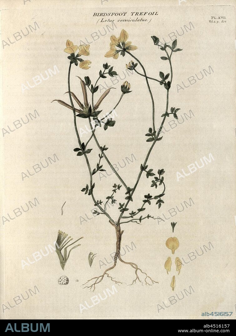 Birdsfoot Trefoil Lotus corniculatus, Common horned clover, Fig. 17, Pl. XVII, after p. 836, R.W. Dickson: Practical agriculture, or, a complete system of modern husbandry: with the methods of planting, and the management of live stock. Bd. 2. London: printed for Richard Phillips; by R. Taylor and Co., 1805.