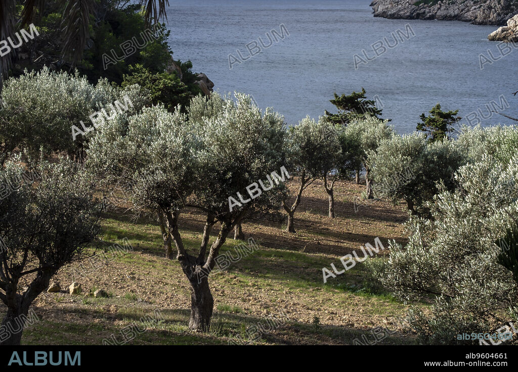olive trees in front of Cala Lledo, Sa Dragonera natural park, Mallorca, Balearic Islands, Spain.