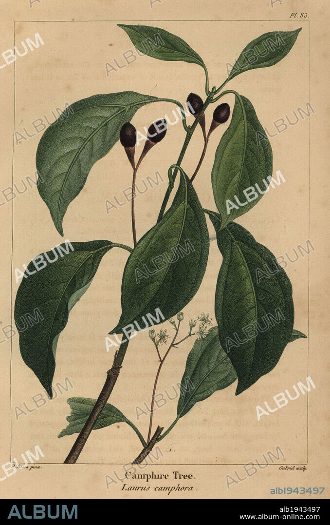 Leaves, fruit and flowers of the Camphor tree, Laurus camphora. Handcolored stipple engraving from a botanical illustration by Pancrace Bessa, engraved on copper by Gabriel, from Francois Andre Michaux's "North American Sylva," Philadelphia, 1857. French botanist Michaux (1770-1855) explored America and Canada in 1785 cataloging its native trees.
